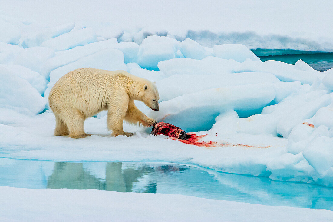 Polar bear (Ursus maritimus) with ringed seal (Pusa hispida) kill as ivory gulls (Pagophila eburnea) watch and wait, Svalbard, Norway