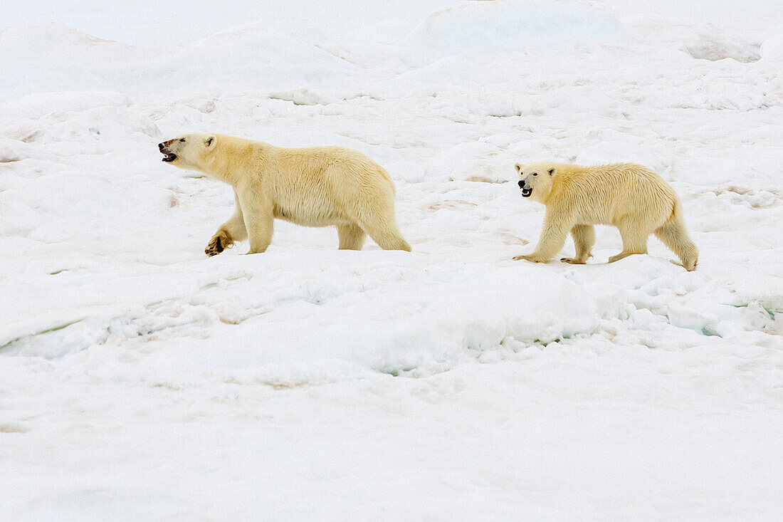 Eisbär (Ursus Maritimus), Mutter und Jungtier beim Spaziergang auf Packeis, Northeast Svalbard Nature Preserve, Svalbard, Norwegen