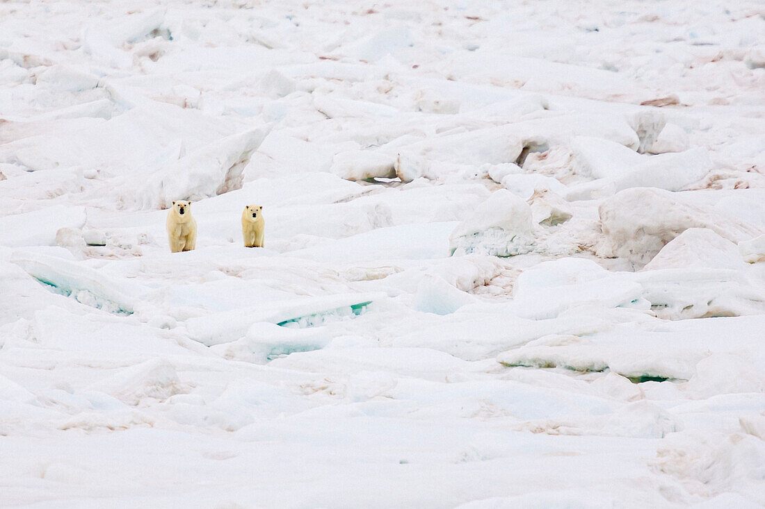 Polar bear (Ursus maritimus), mother and cub walking on pack ice, Northeast Svalbard Nature Preserve, Svalbard, Norway