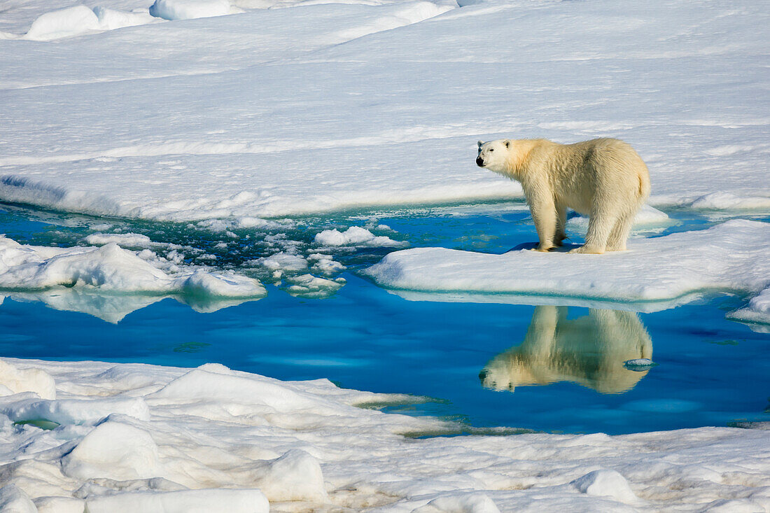 Polar Bear (Ursus arctos) and reflecting pool, Hinlopen Strait, Svalbard, Norway