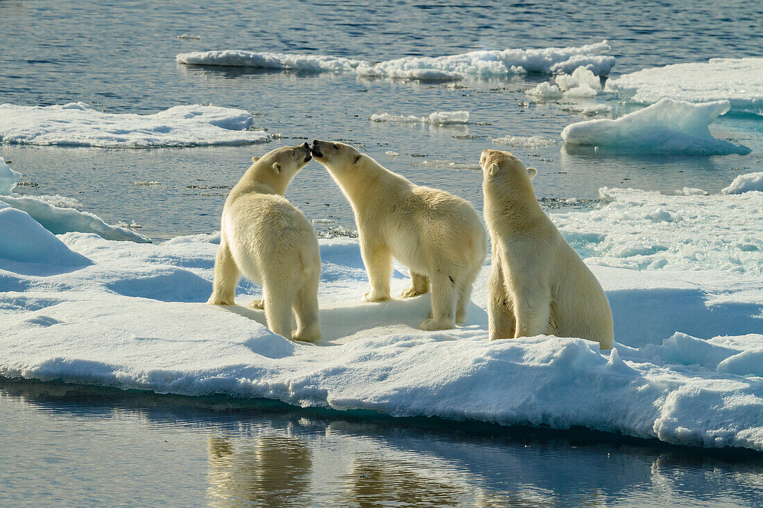 Three Polar Bears (Ursus maritimus) on pack ice, Hinlopen Strait, Svalbard, Norway