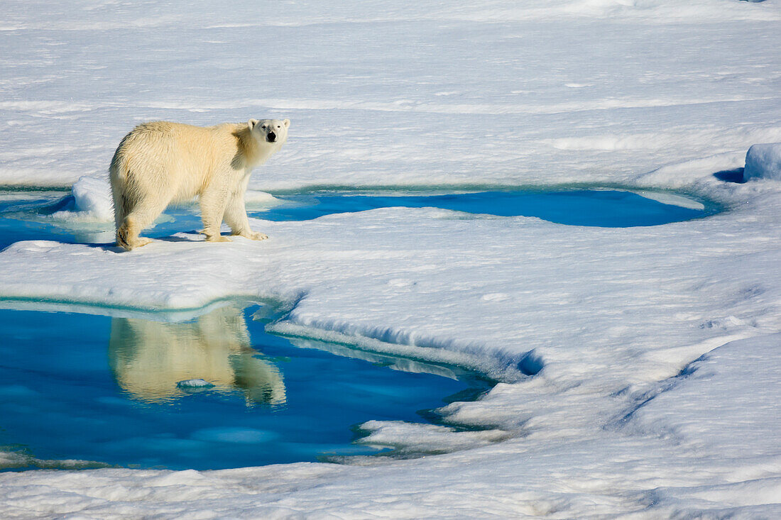 Polar Bear (Ursus arctos) and reflecting pool, Hinlopen Strait, Svalbard, Norway