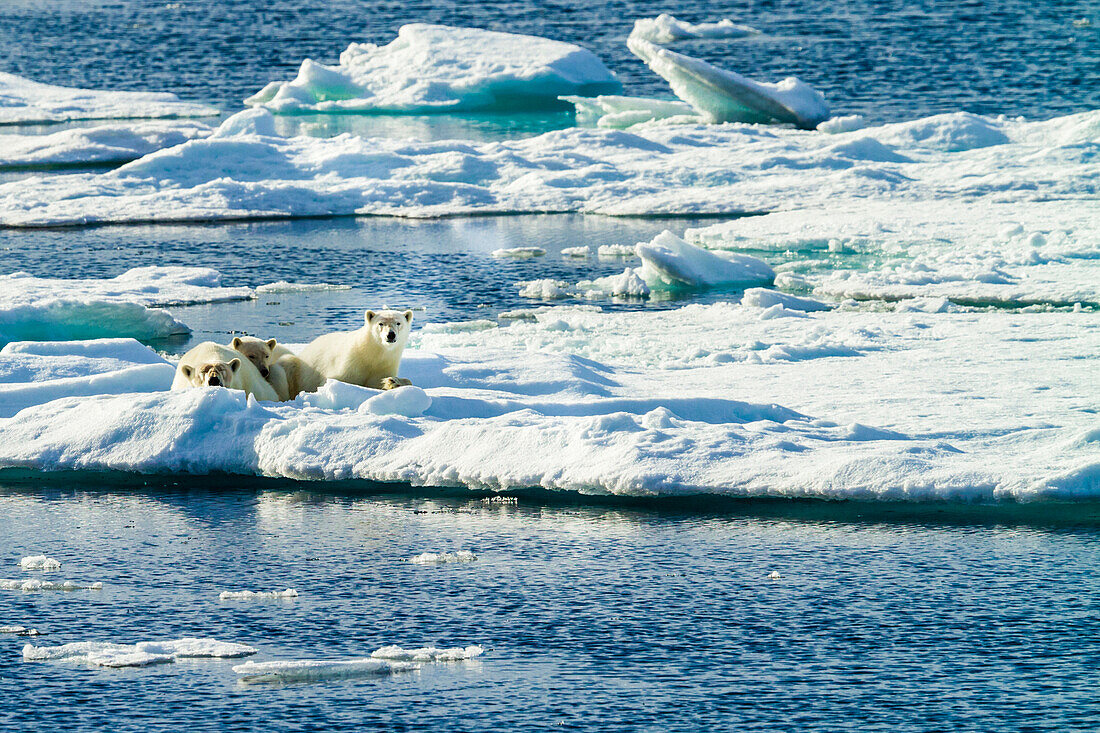 Drei Eisbären (Ursus Maritimus) auf Packeis, Hinlopen Strait, Svalbard, Norwegen