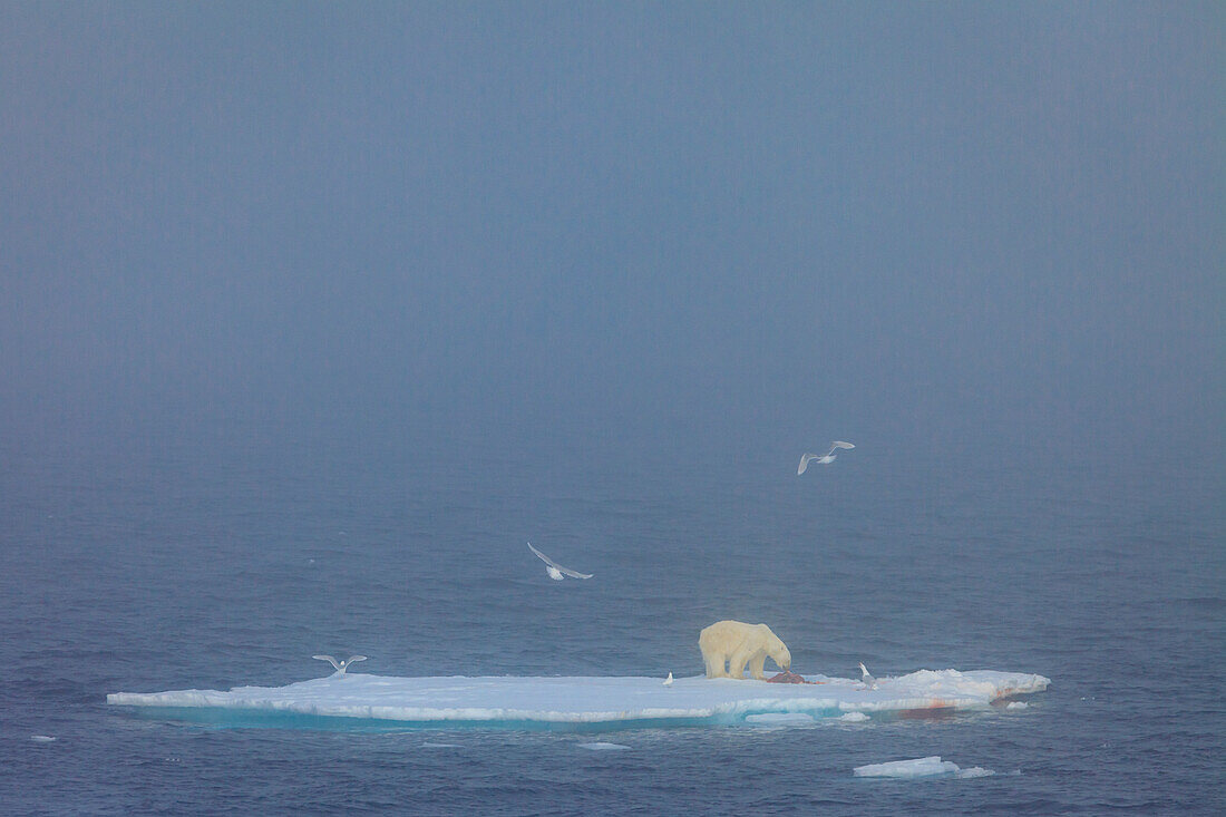 Eisbär (Ursus maritimus) auf Robbenbeute, Elfenbeinmöwe (Pagophila eburnea) im Nebel, Svalbard, Norwegen
