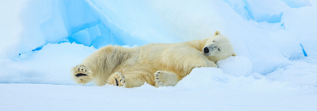 Panorama, Eisbär (Ursus Maritimus) schlafend auf Packeis, Svalbard, Norwegen