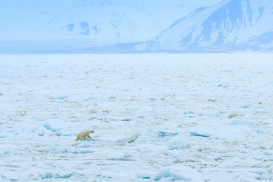 Eisbär (Ursus Maritimus) auf dem Packeis, Arktischer Ozean, Hinlopen Strait, Svalbard, Norwegen