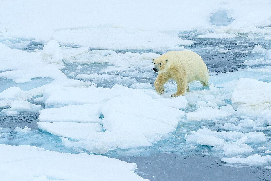 Polar Bear (Ursus maritimus) on the pack ice, Arctic Ocean, Hinlopen Strait, Svalbard, Norway