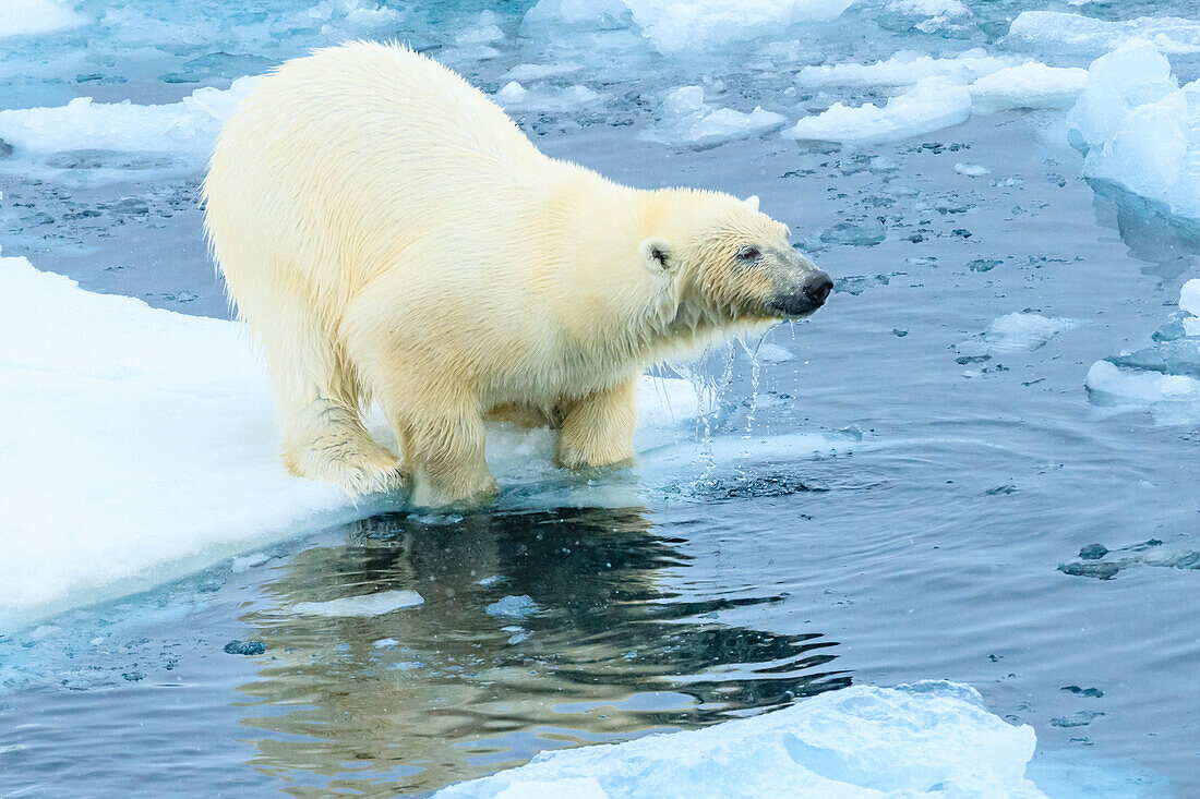 Drippin wet Polar Bear (Ursus maritimus) on the pack ice, Arctic Ocean, Hinlopen Strait, Svalbard, Norway