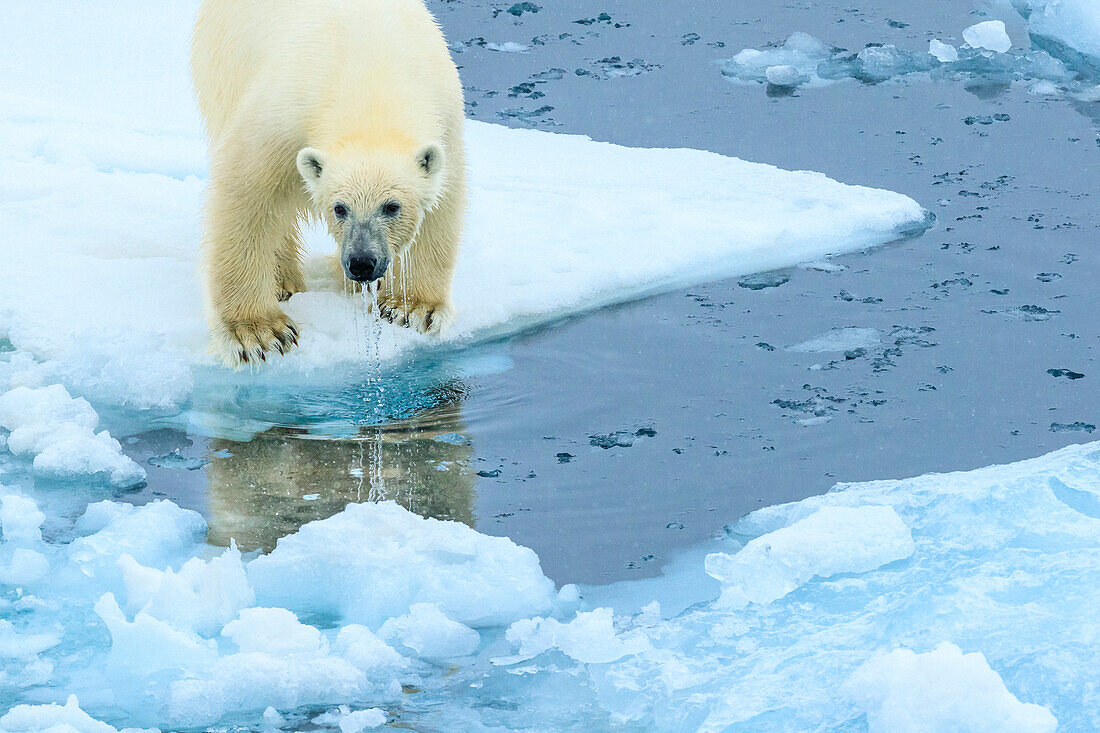 Tropfnasser Eisbär (Ursus Maritimus) auf dem Packeis, Nordpolarmeer, Hinlopenstraße, Spitzbergen, Norwegen