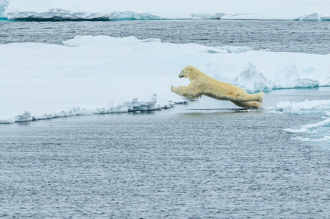 Leaping sequence, Polar bear (Ursus maritimus) leaping between ice flows, Northeast Svalbard Nature Preserve, Svalbard, Norway