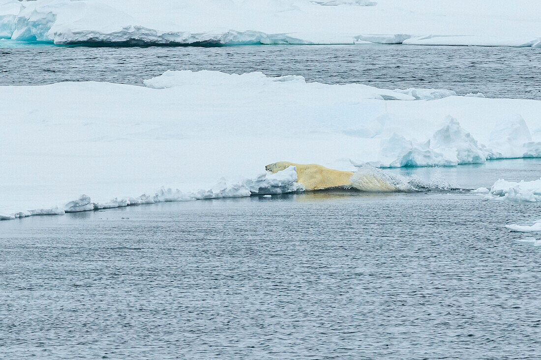 Leaping sequence, Polar bear (Ursus maritimus) leaping between ice flows, Northeast Svalbard Nature Preserve, Svalbard, Norway