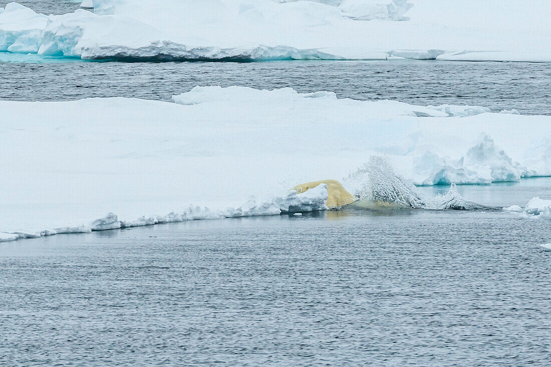 Leaping sequence, Polar bear (Ursus maritimus) leaping between ice flows, Northeast Svalbard Nature Preserve, Svalbard, Norway