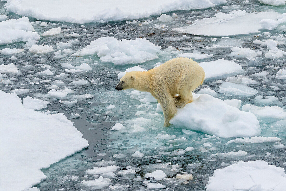 Polar bear (Ursus maritimus) leaping between ice floes, Svalbard, Norway
