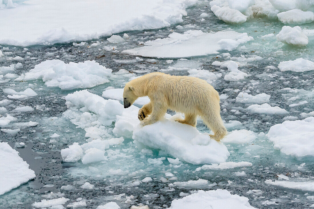 Eisbär (Ursus Maritimus) läuft über Eisschollen, Svalbard, Norwegen