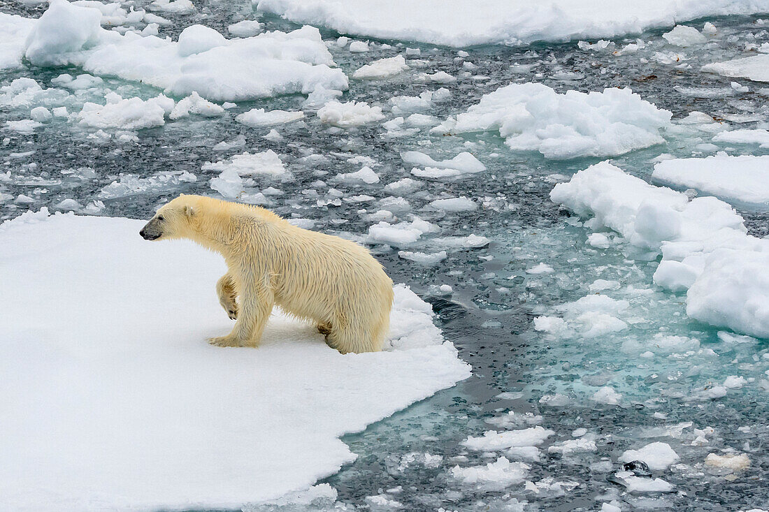 Eisbär (Ursus Maritimus) läuft über Eisschollen, Svalbard, Norwegen