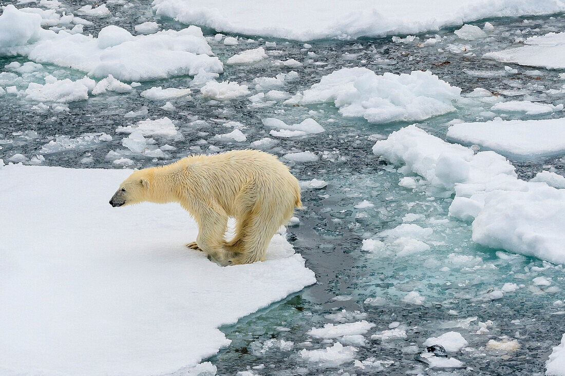 Polar bear (Ursus maritimus) leaping between ice floes, Svalbard, Norway