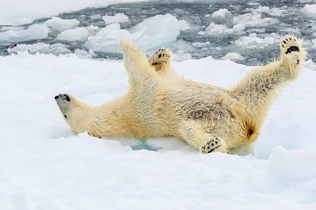 Eisbär (Ursus maritimus) rollt auf dem Packeis, Svalbard, Norwegen