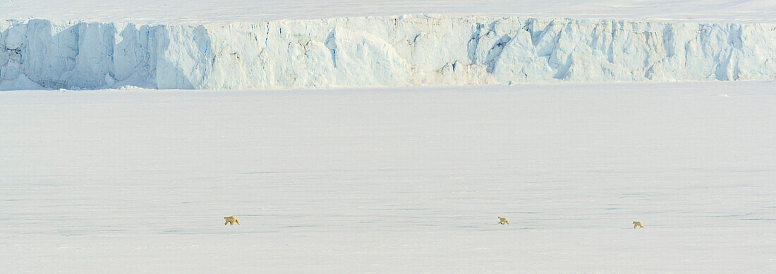 Panoramic, Three Polar Bears crossing Pack Ice, following mom, mother and cubs, Svalbard, Norway