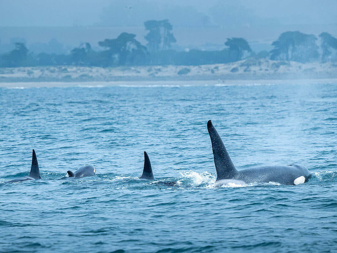 Orca-Familie, Transiant Killerwale (Orca orcinus) jagen in Monterey Bay, Monterey Bay National Marine Refuge, Kalifornien