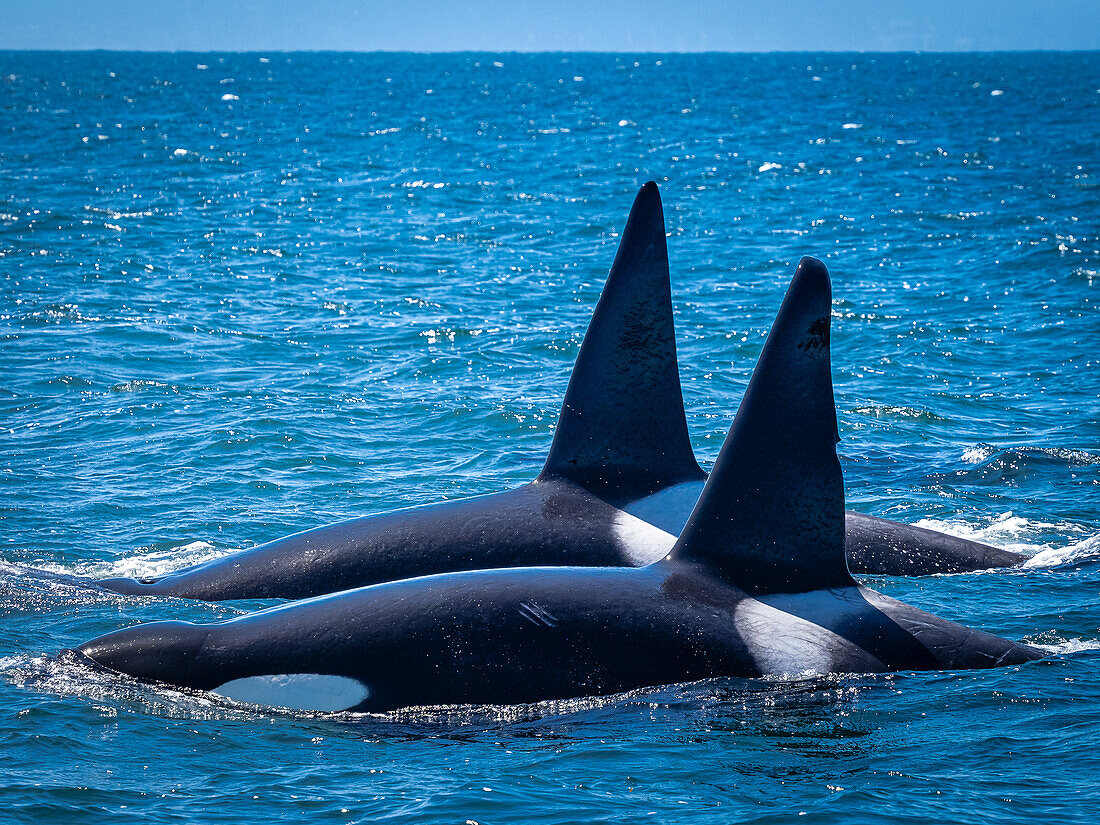 Twin dorsal fins of make Transiant Killer Whales (Orca orcinus) hunting in Monterey Bay, Monterey Bay National Marine Refuge, California