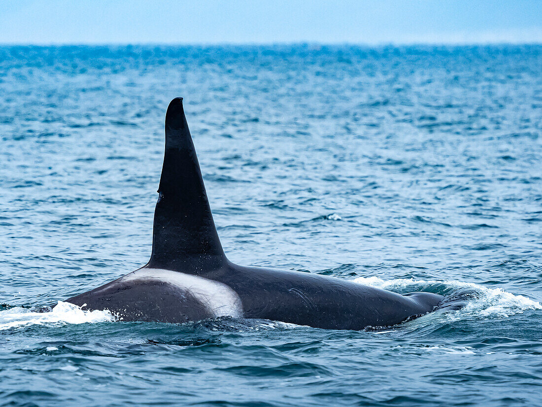 Hohe Rückenflosse des männlichen Transiant Killer Whale (Orca Orcinus) in Monterey Bay, Monterey Bay National Marine Refuge, Kalifornien