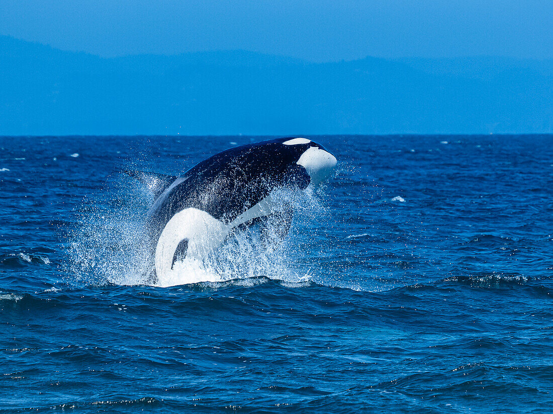 Sequence, Transiant Killer Whale (Orca orcinus) breaching in Monterey Bay, Monterey Bay National Marine Refuge, California
