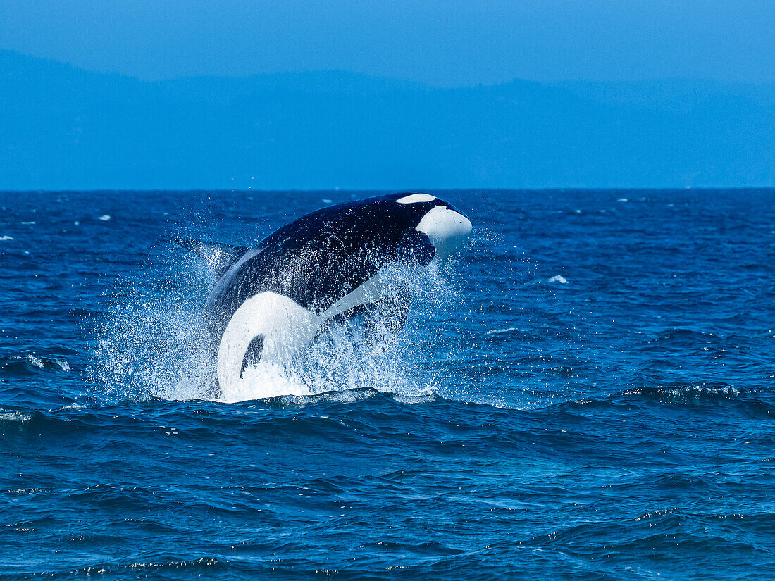 Sequence, Transiant Killerwal (Orca Orcinus) beim Springen in Monterey Bay, Monterey Bay National Marine Refuge, Kalifornien