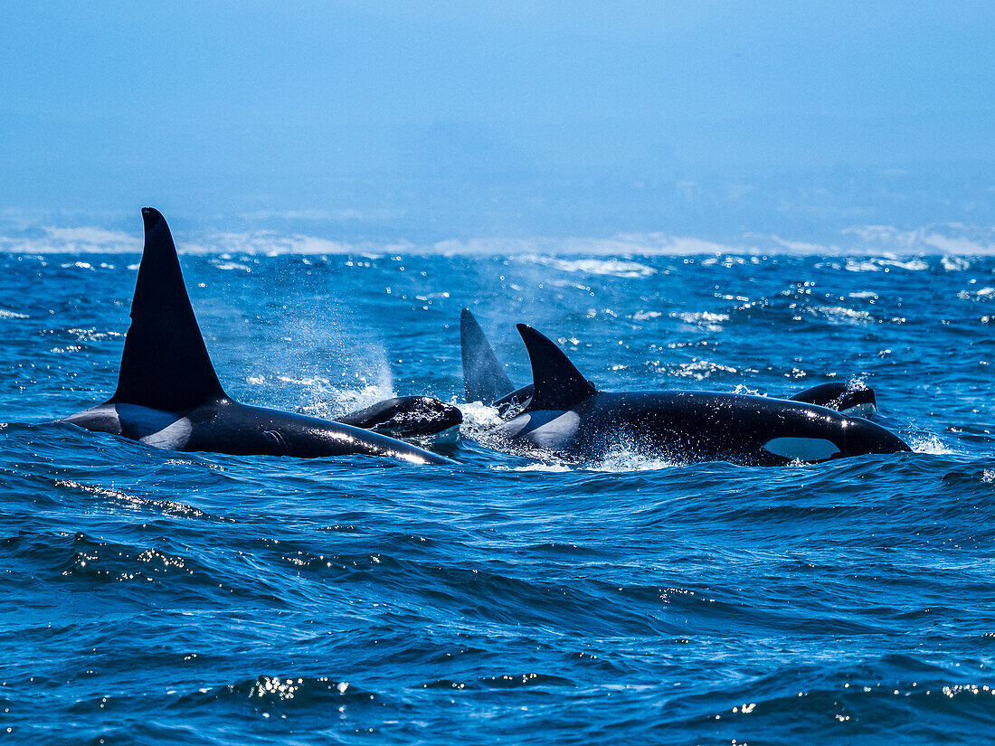 Transiant Killer Whales (Orca orcinus) hunting in Monterey Bay, Monterey Bay National Marine Refuge, California