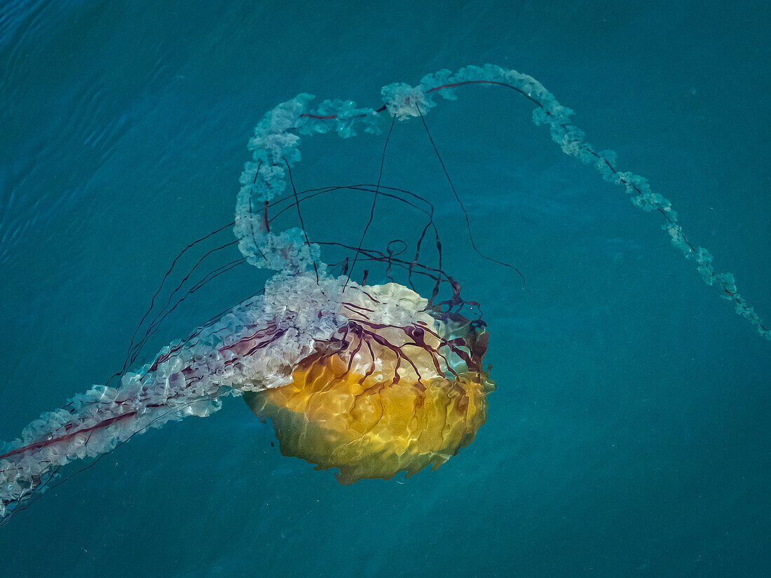 Pazifische Seenessel (Chrysaora fuscescens), Qualle in Monterey Bay, Monterey Bay National Marine Refuge, Kalifornien