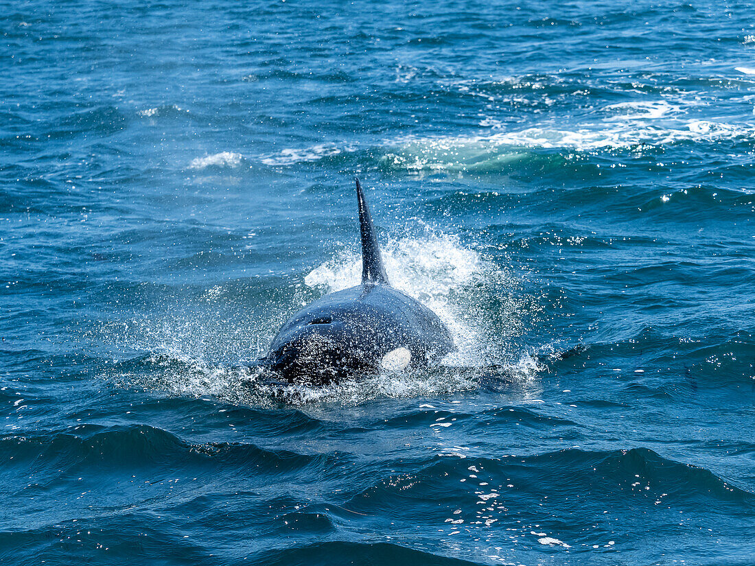 Female transiant Killer Whale (Orca orcinus) in Monterey Bay, Monterey Bay National Marine Refuge, California