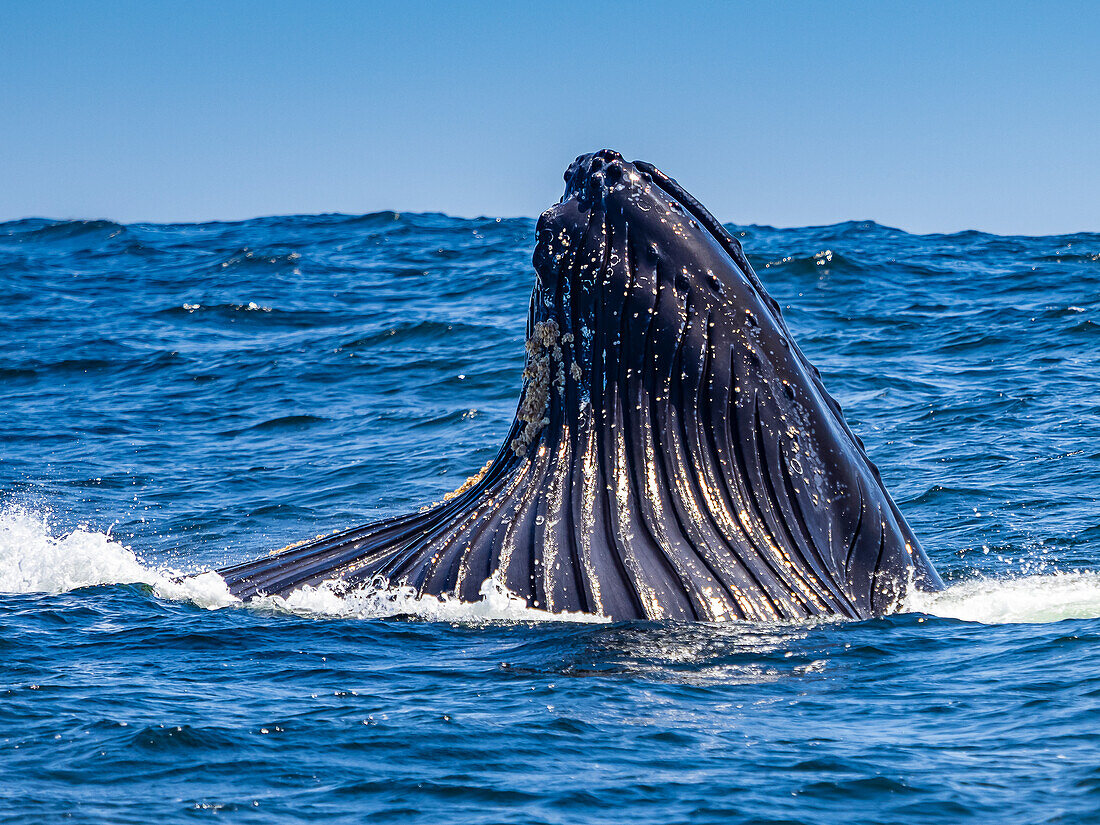 Vertikales Longe-Fressverhalten von Buckelwalen (Megaptera novaeangliae) in Monterey Bay, Monterey Bay National Marine Refuge, Kalifornien