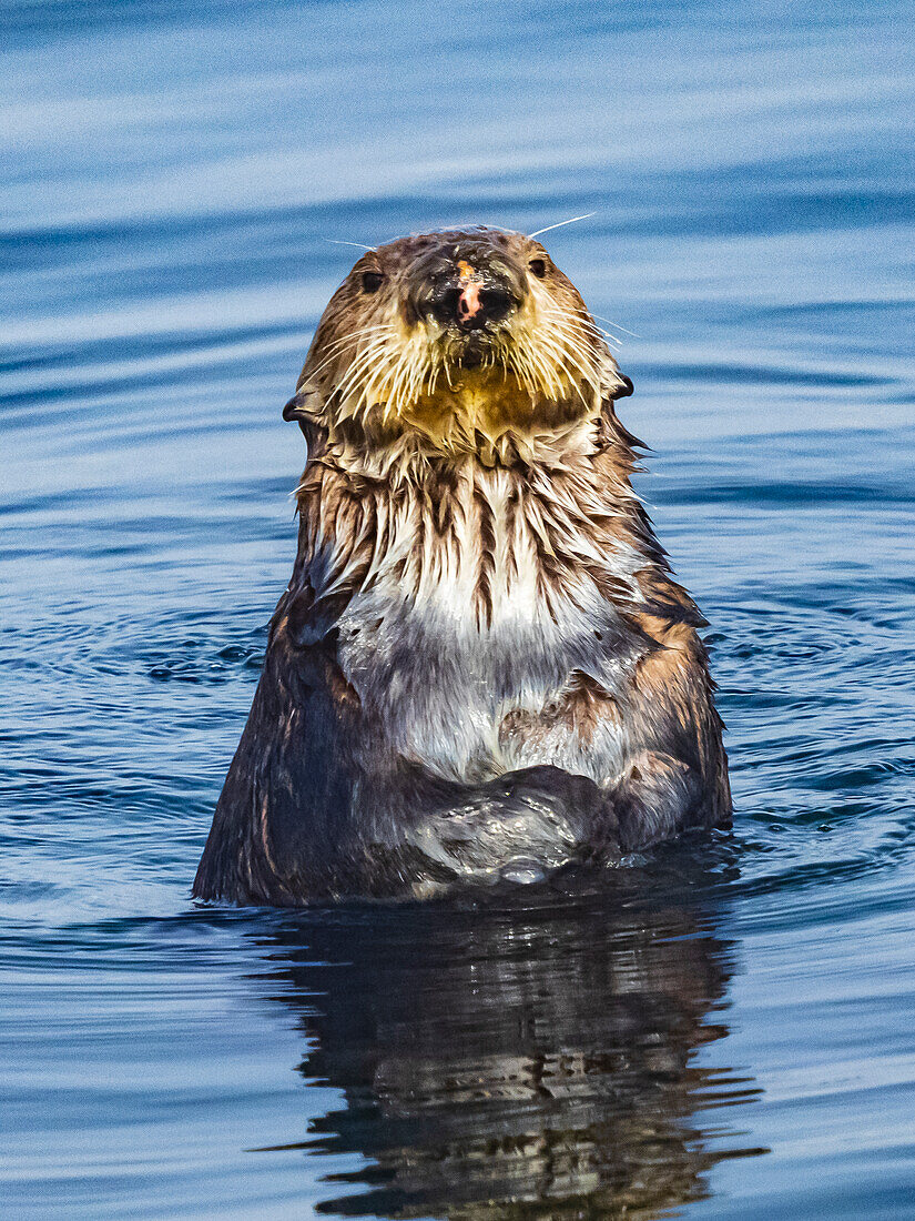 Curious Southern Sea Otter (Enhydra lutris) in Montrey Bay boat harbor, Monterey, California