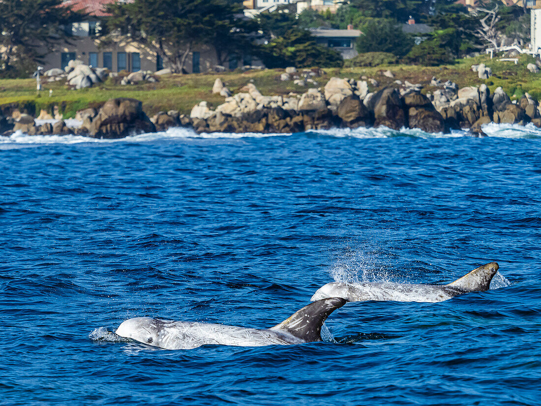 Rundkopfdelfine (Grampus griseus) in Monterey Bay, Monterey Bay National Marine Reserve, Pazifischer Ozean, Kalifornien