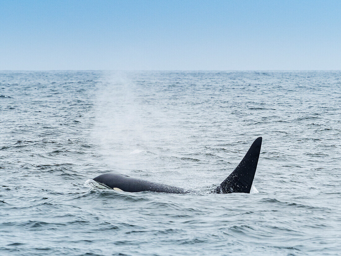 Walbeobachtung, Killerwale (Orca Orcinus) in Monterey Bay, Monterey Bay National Marine Refuge, Kalifornien