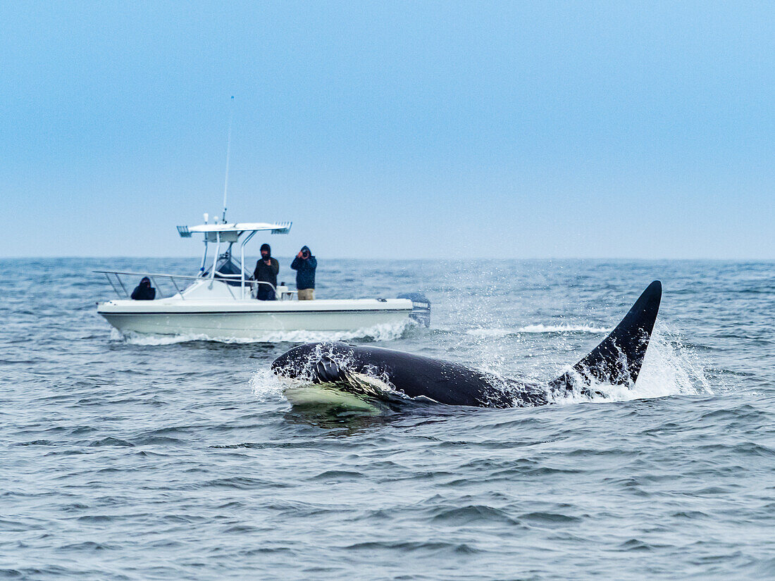 Walbeobachtung, Killerwale (Orca Orcinus) in Monterey Bay, Monterey Bay National Marine Refuge, Kalifornien