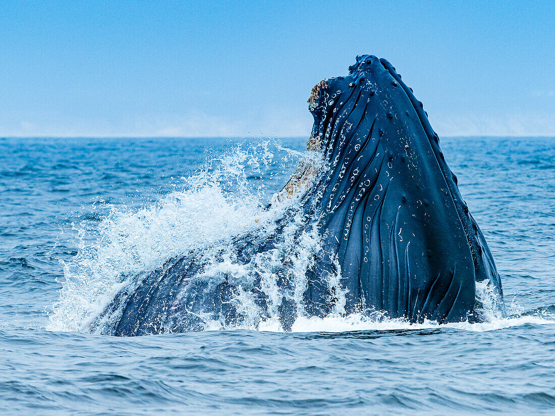 Vertical lunge feeding behavior of Humpback Whale (Megaptera novaeangliae) in Monterey Bay, Monterey Bay National Marine Refuge, California