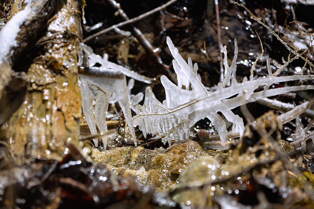 Icicles on branches at a small watercourse near Fischbachau in Upper Bavaria, Germany