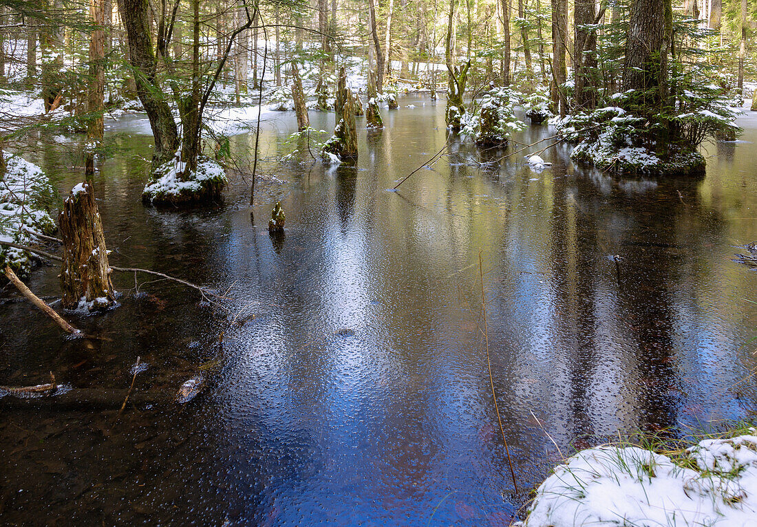 Fischbachau Fairytale Forest, snowy and icy forest pond on the hiking trail of the Fairytale Forest Tour near Fischbachau, Upper Bavaria, Germany