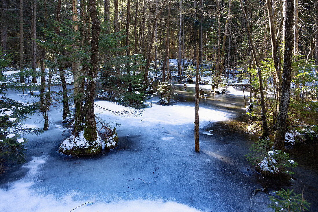 Fischbachau Fairytale Forest, snowy and icy forest pond on the hiking trail of the Fairytale Forest Tour near Fischbachau, Upper Bavaria, Germany