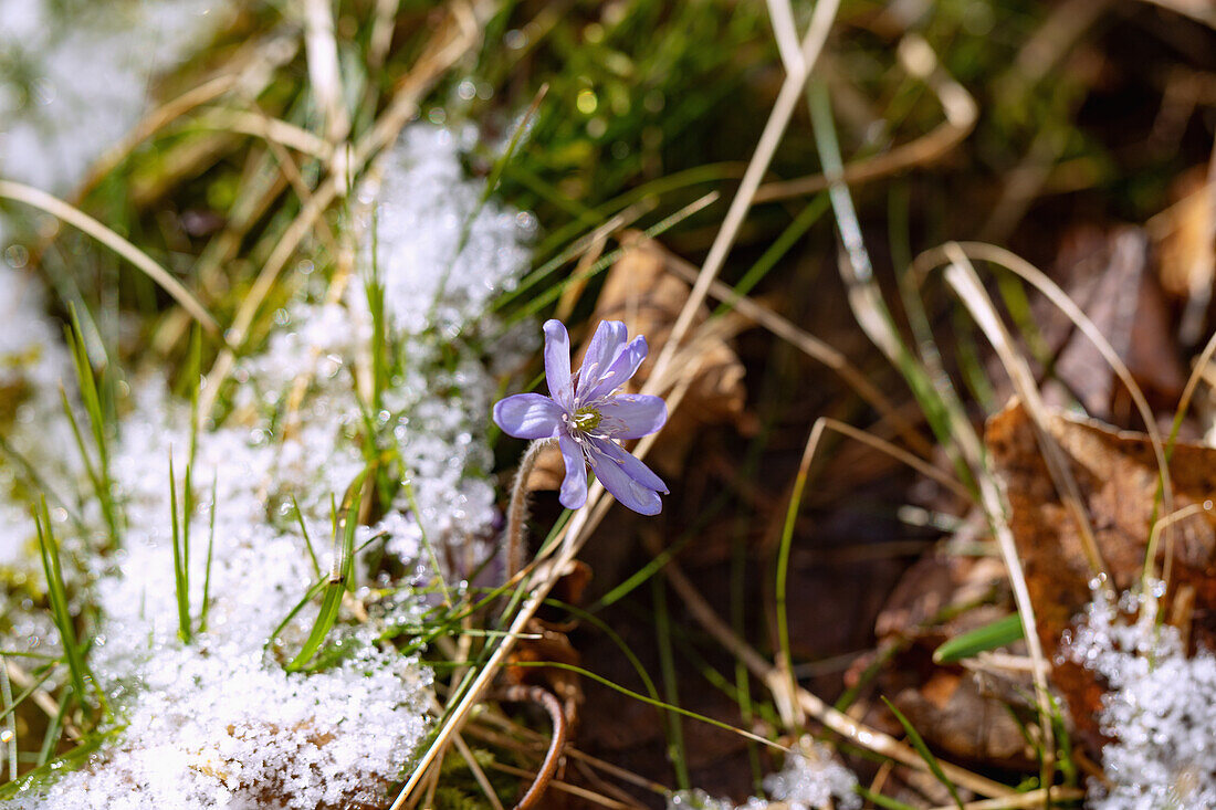 Blühendes Leberblümchen, Hepatica nobilis, zwischen Schnee und altem Herbstlaub im Wald, Bayern, Deutschland