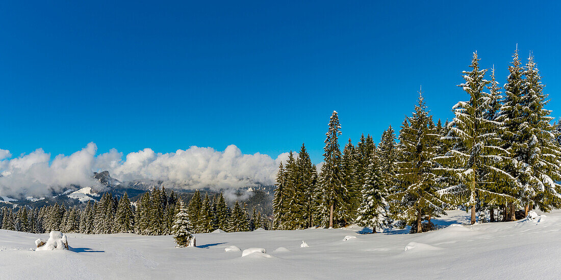 Panorama Höhenweg, Kleinwalsertal, Allgäuer Alpen, Vorarlberg, Österreich, Europa