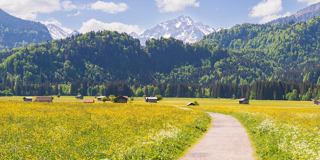 Almwiese, Lorettowiesen bei Oberstdorf, hinten die Allgäuer Alpen, Allgäu, Bayern, Deutschland, Europa
