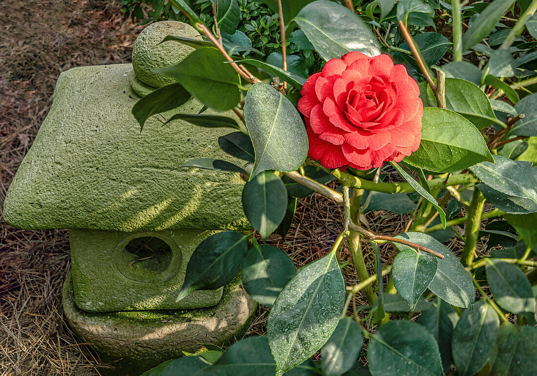 Camellia Japonica Mathotiana flower in front of a Japanese stone lantern in the camellia flower show at Landschloss Pirna Zuschendorf in Saxony, Germany