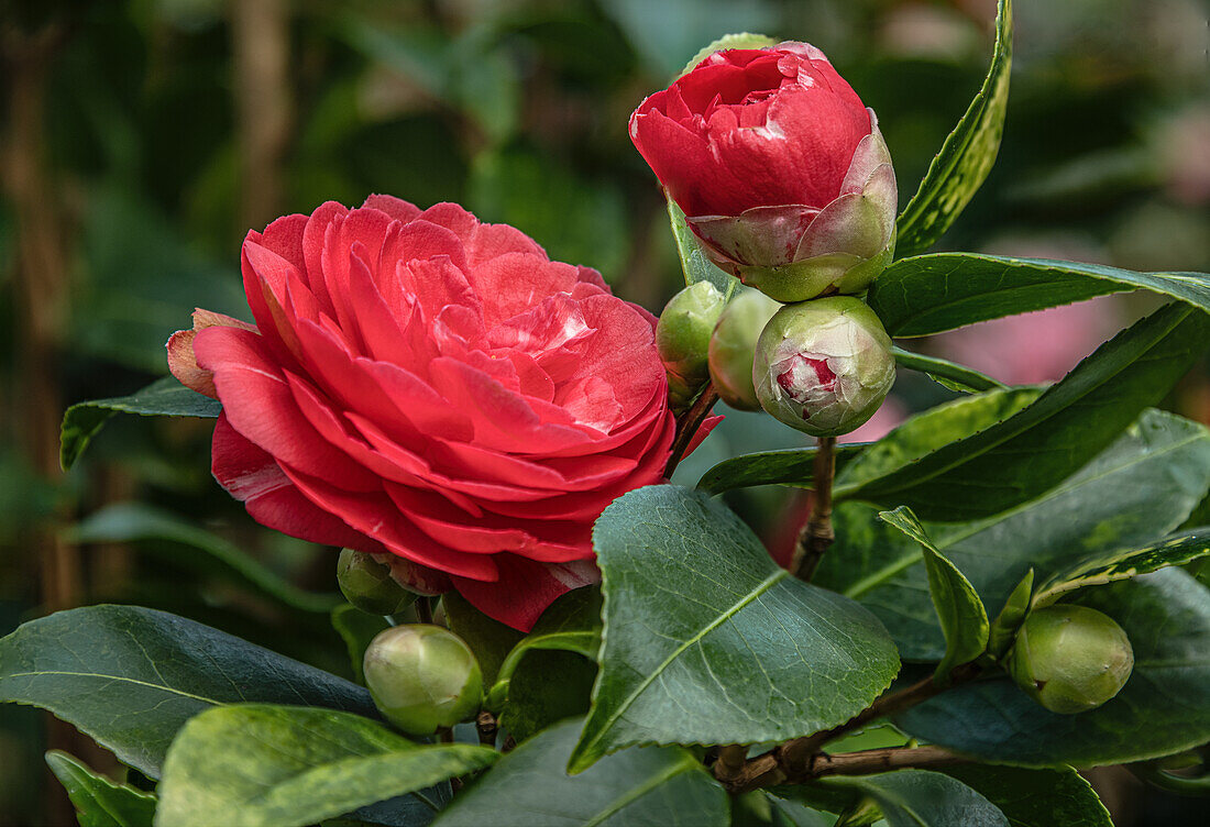 Nahaufnahme einer Camellia Japonica Mathotiana Blume in der Kamelien Blumenschau im Landschloss Pirna Zuschendorf in Sachsen, Deutschland