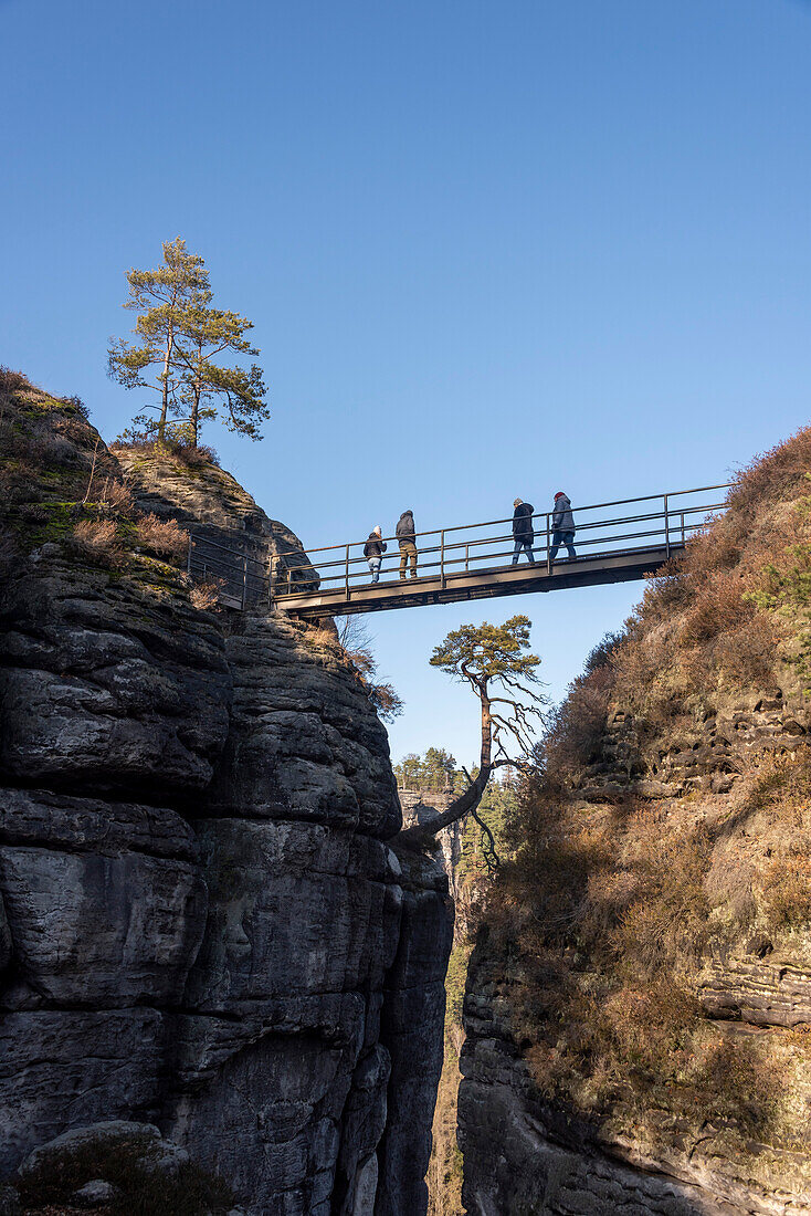 Bridge to Felsenburg Neurathen, including the Pölking pine, bastion, Elbe Sandstone Mountains, Saxon Switzerland, Saxony, Germany