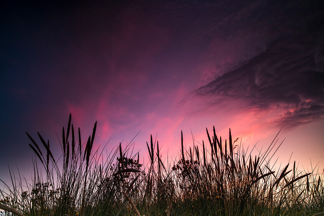 Grasses at sunset on the beach, Baltic Sea, Western Pomerania Lagoon Area National Park, Fischland-Darß-Zingst, Mecklenburg-West Pomerania, Germany