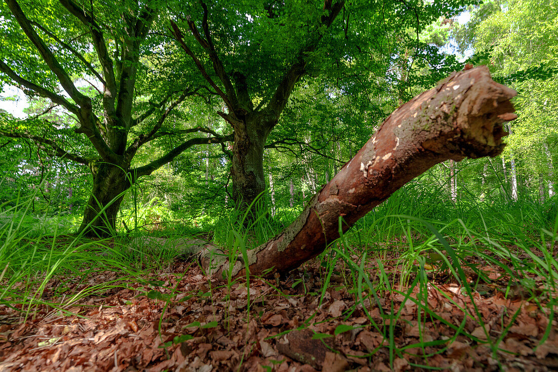 Trees and forest on Darss, Baltic Sea, Western Pomerania Lagoon Area National Park, Fischland-Darss-Zingst, Mecklenburg-West Pomerania, Germany