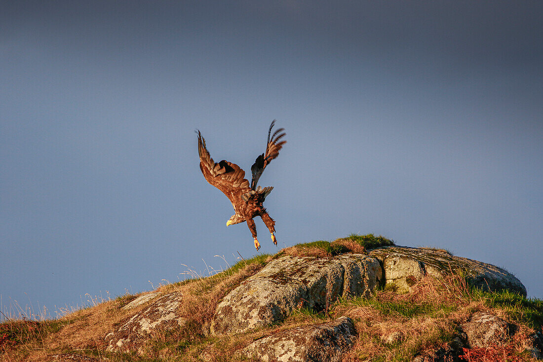 Sea eagle taking off from the rock, Bo, Nordland, Norway.