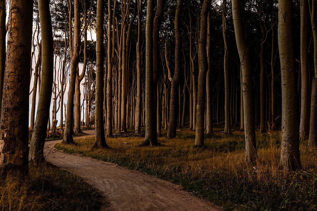 Path through ghost forest, Nienhagen, Rostock, Germany. Baltic Sea