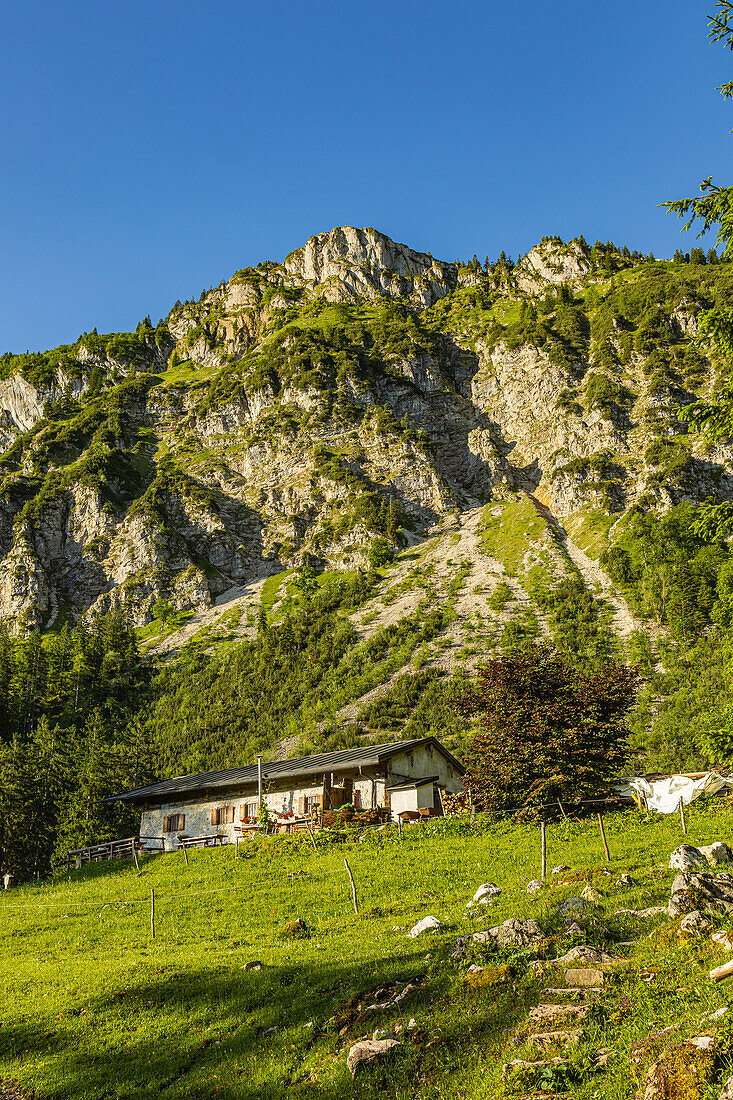 Im Vordergrund Staudacher Alm mit Zwölferspitz im Hintergrund. Marquartstein, Chiemgauer Alpen, Oberbayern, Bayern, Deutschland, Europa